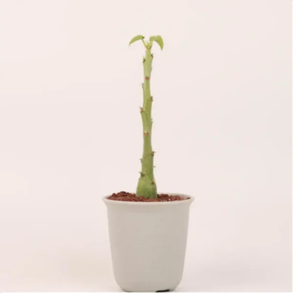 Euphorbiaceae Adenia keramanthu - Image 1