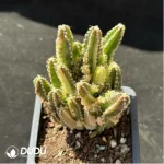 Cactus-Cereus Series Fairy Castle Variegated