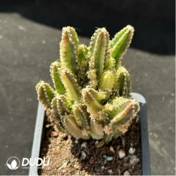 1756114667-1-2321.webp Cactus-Cereus Series Fairy Castle Variegated - Image 1