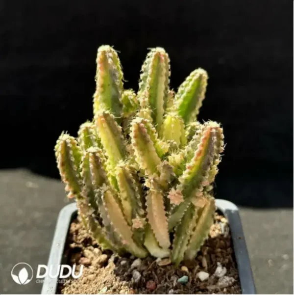 1756114668-2-1486.webp Cactus-Cereus Series Fairy Castle Variegated - Image 2