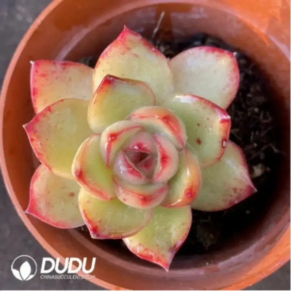 Echeveria 'Puli-lindsayana' - Image 1