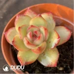 Echeveria 'Puli-lindsayana' - Image 2