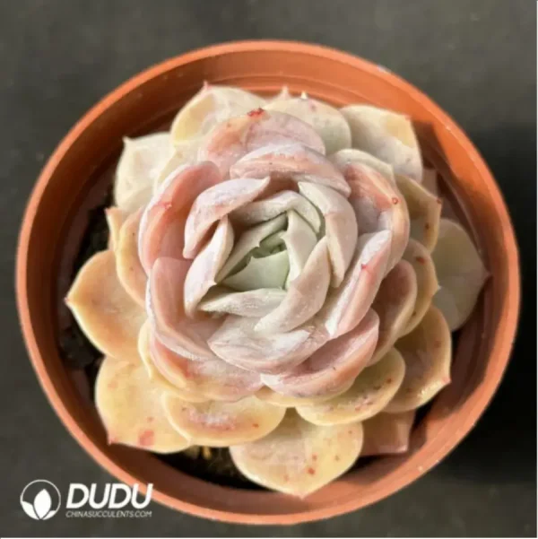 Echeveria 'Blue Surprise' - Image 1