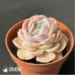Echeveria 'Blue Surprise' - Image 2