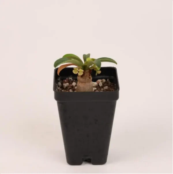 1756114673-1-2689.webp Euphorbiaceae Euphorbia ramena - Image 1