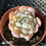 Echeveria pulidonis