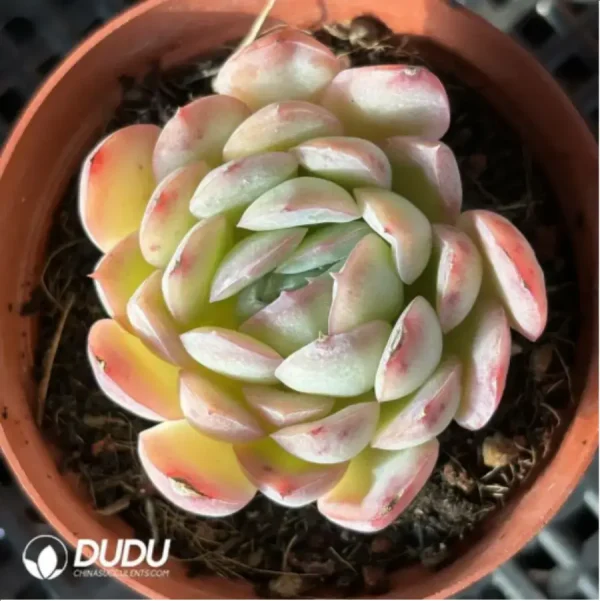 Echeveria pulidonis - Image 2