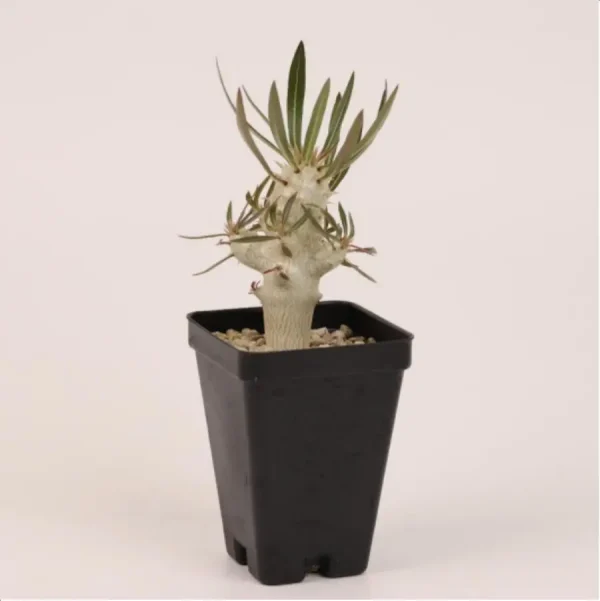 1756114678-1-2686.webp Pachypodium inopinatum - Image 1