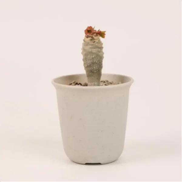 1756114679-1-2685.webp Euphorbiaceae Euphorbia ankarensis - Image 1