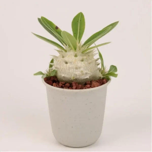 Euphorbiaceae Pachypodium eburneum - Image 1