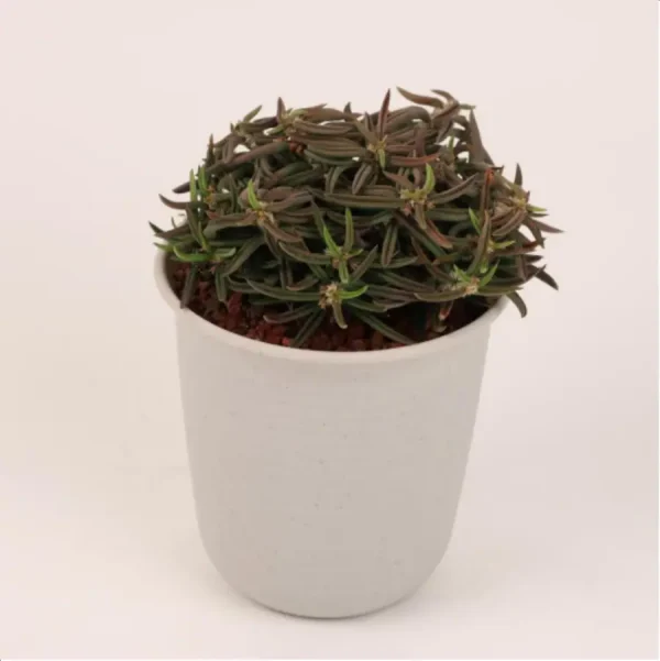 Euphorbiaceae Euphorbia cylindrifolia - Image 1