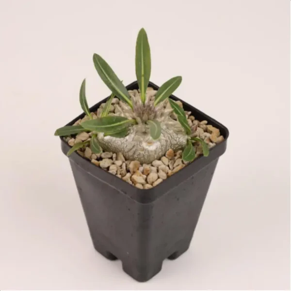 1756114683-1-2681.webp Pachypodium densiflorum x Pachypodium brevicaule - Image 1