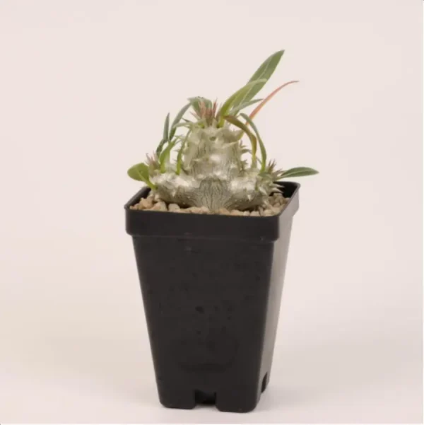 1756114684-1-2680.webp Pachypodium densiflorum - Image 1