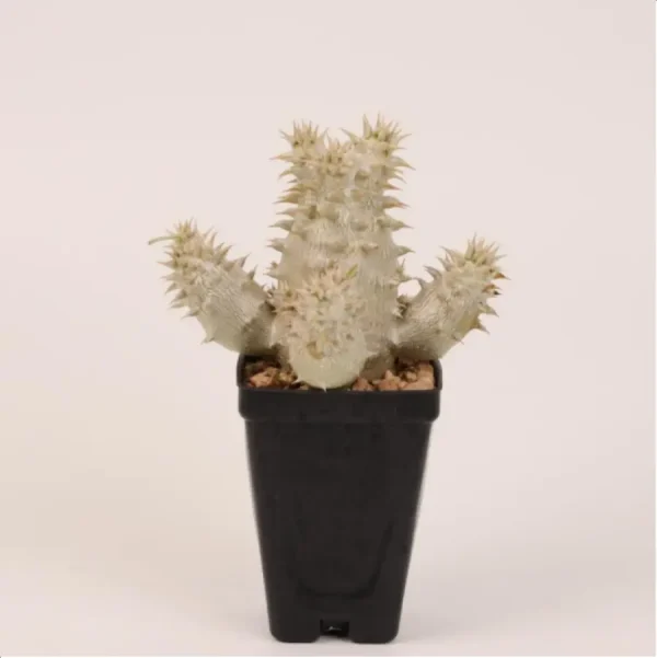 1756114685-1-2679.webp Pachypodium densiflorum Clustering - Image 1