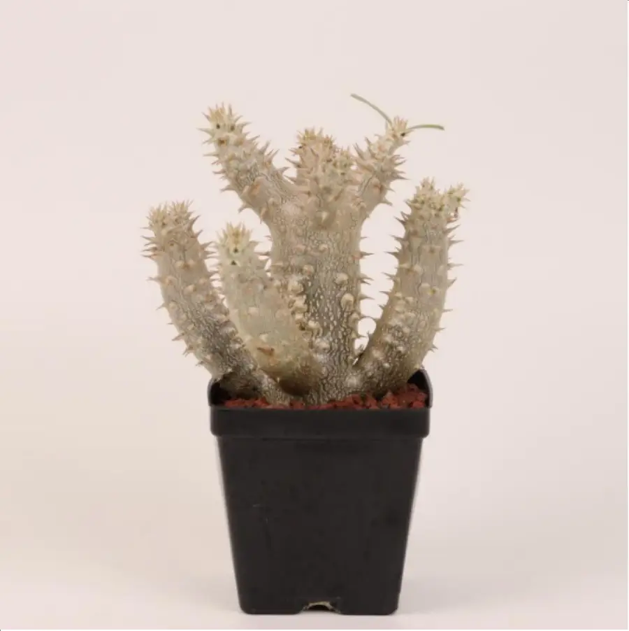 1756114686-1-2678.webp Euphorbiaceae Pachypodium densiflorum Clustering - Image 1