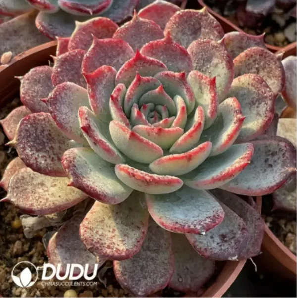 1756114687-1-85.webp Echeveria Laulensis - Image 1