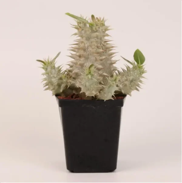 Pachypodium densiflorum x Pachypodium eburneum  Clustering - Image 1