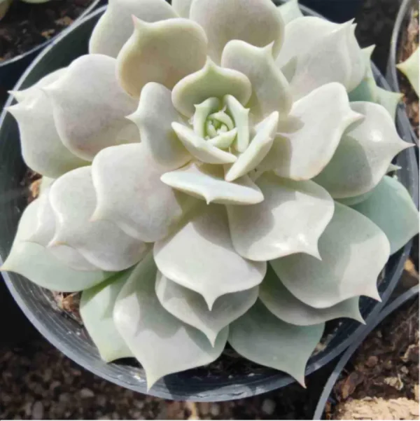 1756114691-1-2675.webp Echeveria Lola - Image 1