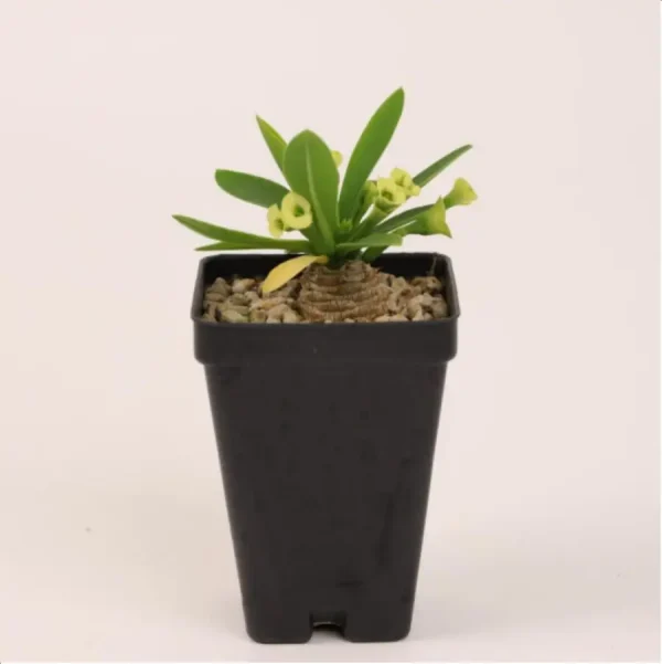 1756114693-1-2674.webp Euphorbiaceae Euphorbia parvimedusae - Image 1