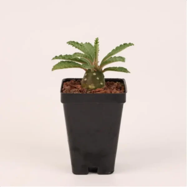 1756114695-1-2670.webp Euphorbiaceae Dorstenia lavrani - Image 1