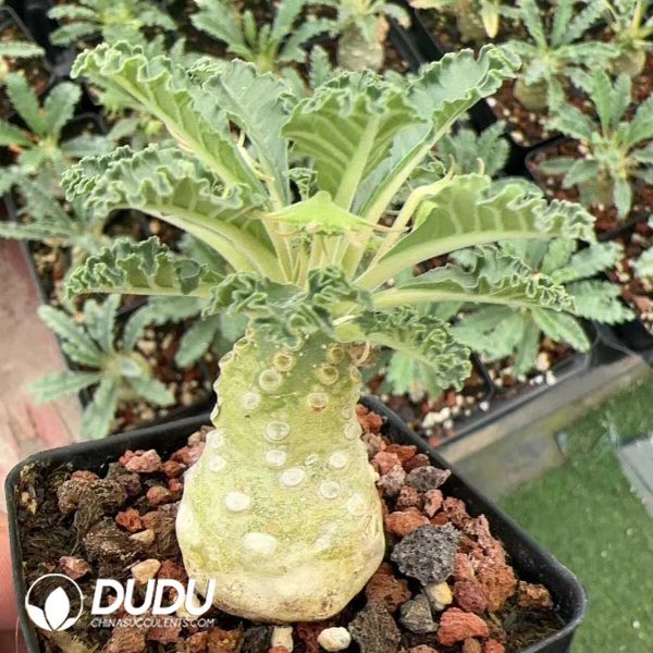 Dorstenia lavrani - Image 1