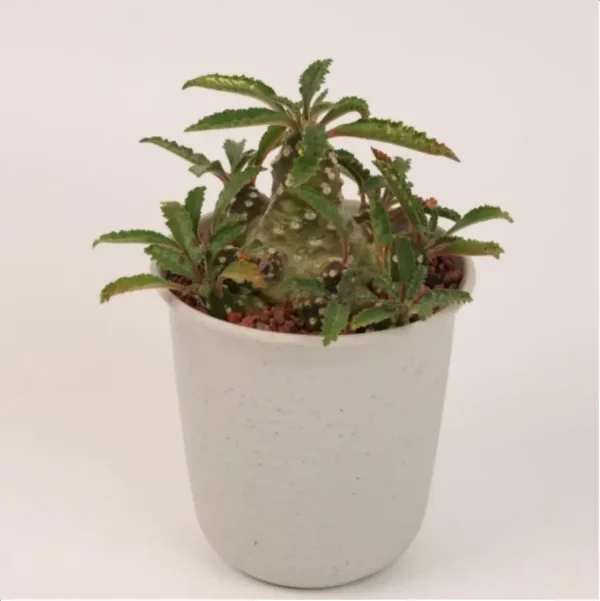 1756114698-1-2668.webp Dorstenia lavrani Clustering - Image 1