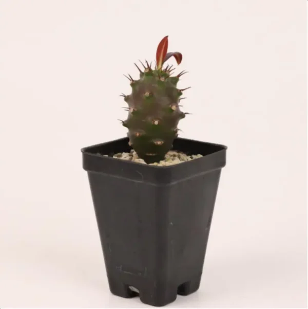 1756114704-1-2662.webp Euphorbiaceae Euphorbia pachypodioides - Image 1