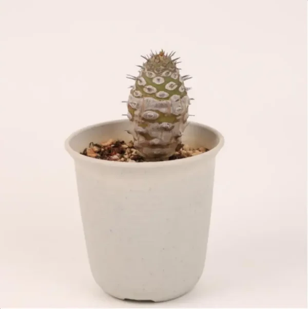 1756114707-1-2659.webp Euphorbiaceae Euphorbia pachypodioides - Image 1