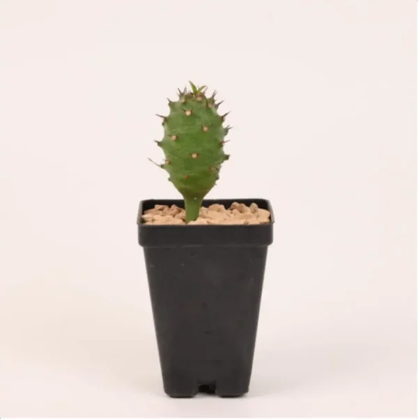 1756114708-1-2658.webp Euphorbiaceae Euphorbia pachypodioides - Image 1