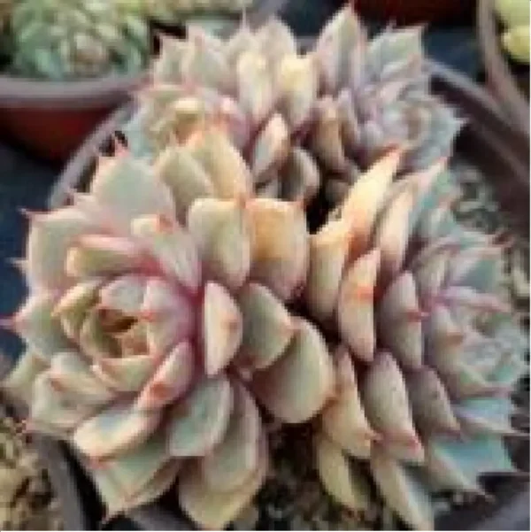 Echeveria Ben Badis Clustering - Image 1