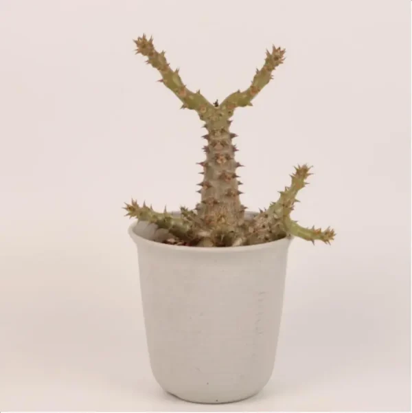 1756114713-1-2653.webp Pachypodium windsorii - Image 1