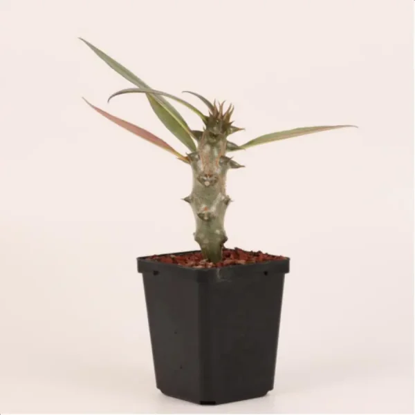 1756114714-1-2652.webp Euphorbiaceae Pachypodium baronii - Image 1