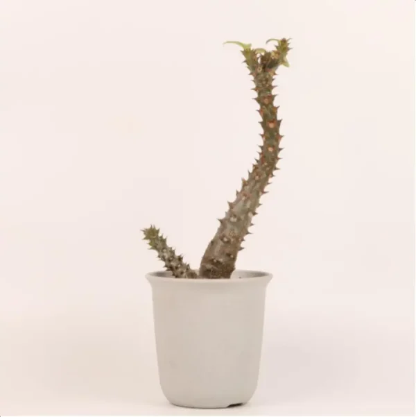 Euphorbiaceae Pachypodium baronii - Image 1