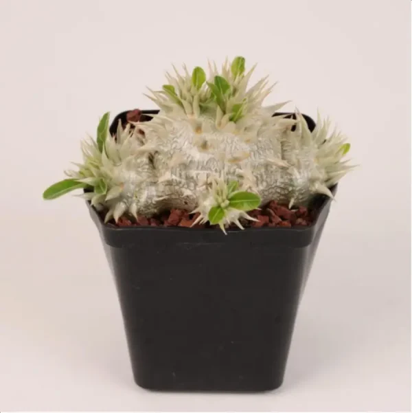 Pachypodium eburneum  Clustering - Image 1