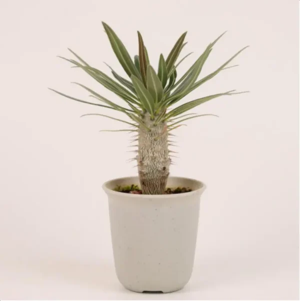 1756114717-1-2649.webp Euphorbiaceae Pachypodium rosulatum var. gracilius - Image 1