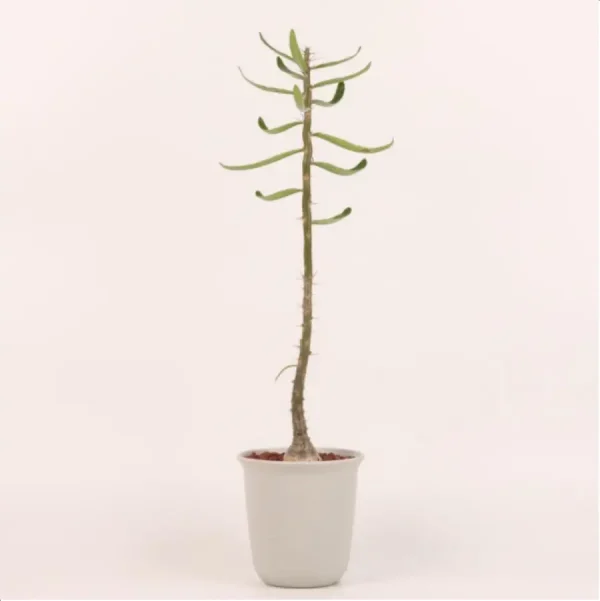 Pachypodium succulentum - Image 1