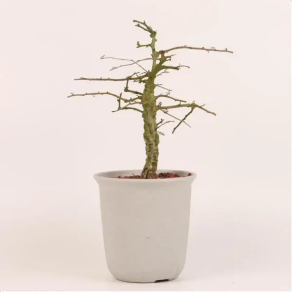 Euphorbiaceae Operculicarya decaryi - Image 1