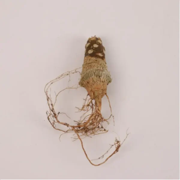 Euphorbiaceae Dorstenia horwoodii - Image 1