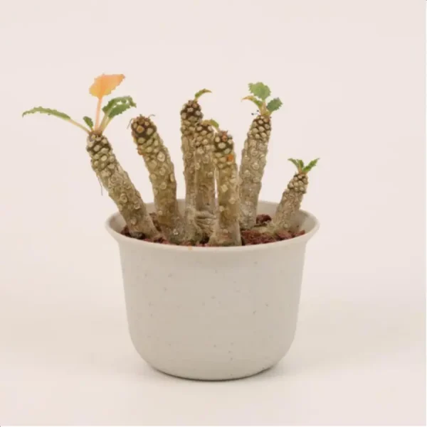 Dorstenia horwoodii Clustering - Image 1