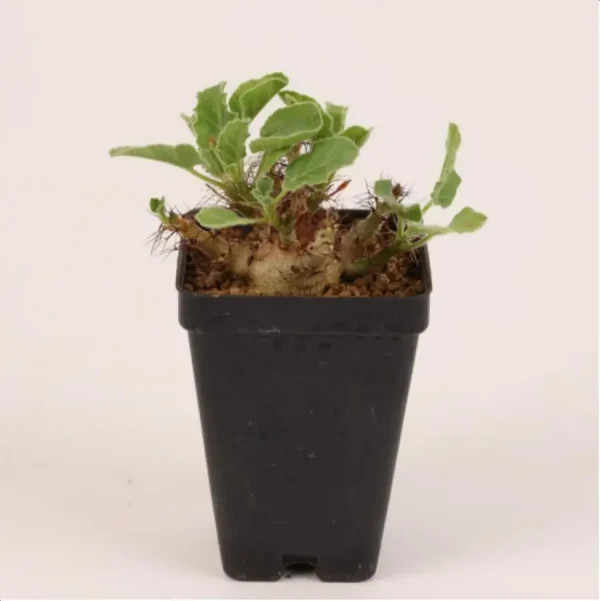 Euphorbiaceae Jatropha marginata - Image 1