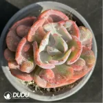 Echeveria Rain drops variegated
