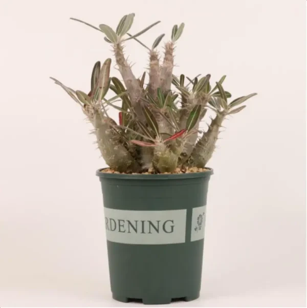 1756114733-1-2634.webp Pachypodium cactipes Clustering - Image 1