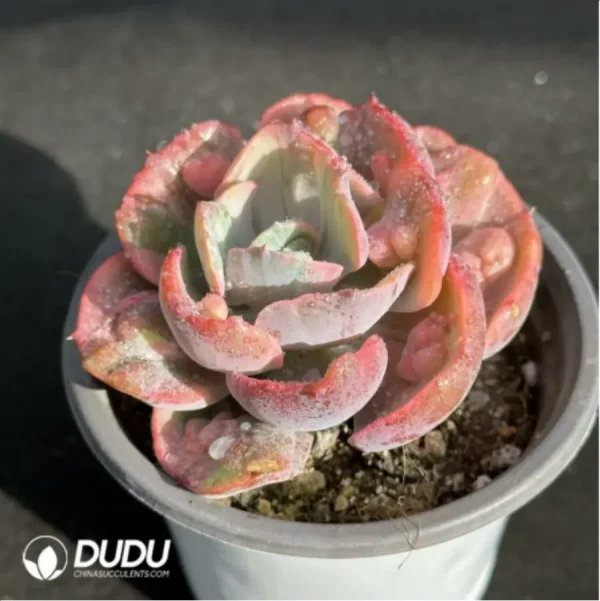 1756114733-2-2013.webp Echeveria Rain drops variegated - Image 2