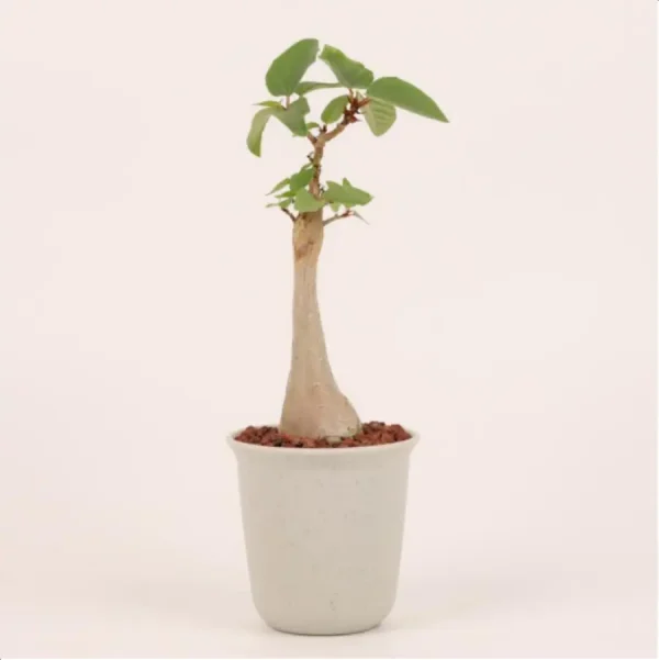 Euphorbiaceae-Ficus palmeri - Image 1