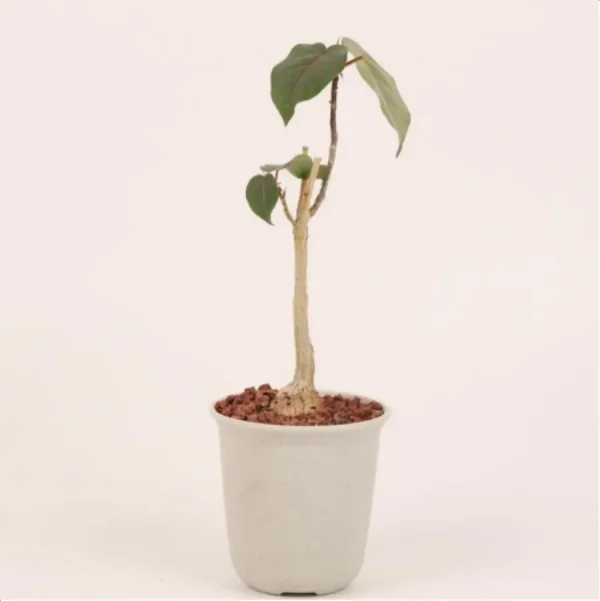 Euphorbiaceae Ficus petiolaris - Image 1