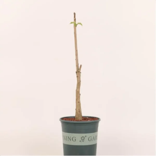 Euphorbiaceae Ipomoea biflora - Image 1