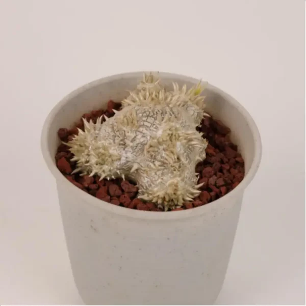 1756114742-1-2624.webp Pachypodium brevicaule - Image 1