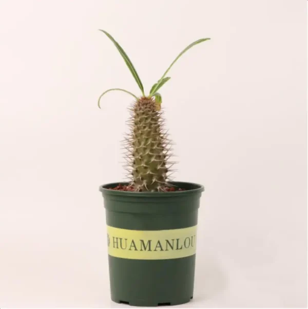 Pachypodium lamerei - Image 1