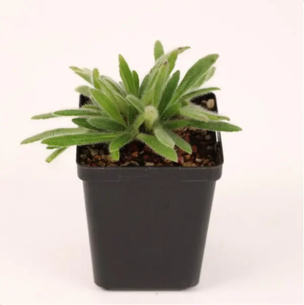 1756114744-1-2622.webp Euphorbiaceae Primulina papillosa - Image 1