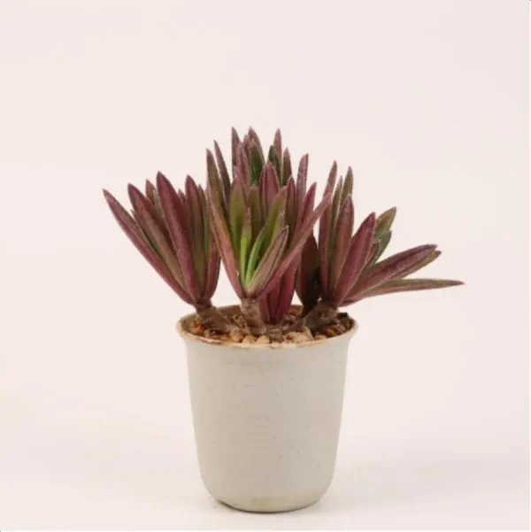 1756114745-1-2621.webp Euphorbiaceae Primulina ophiopogoides Clustering - Image 1